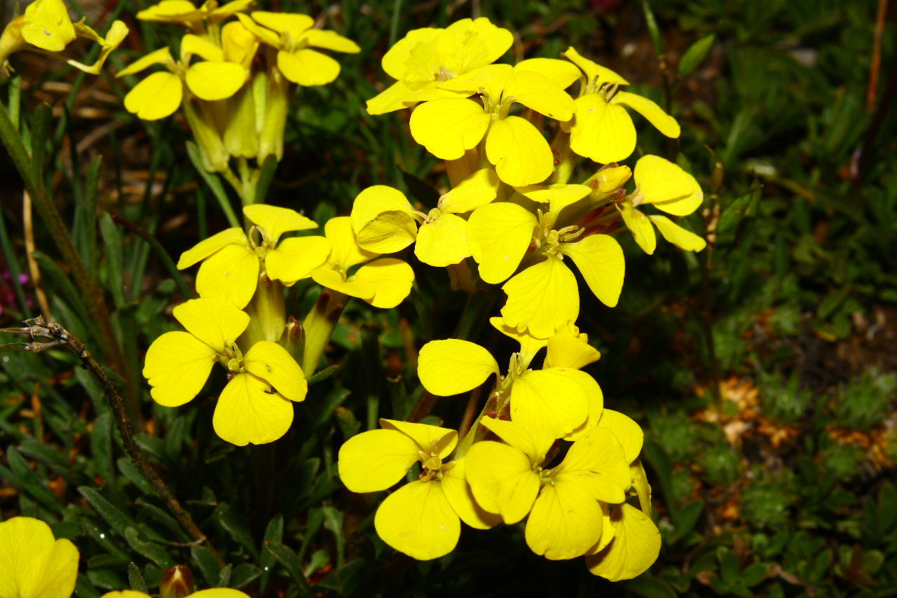 Erysimum da determinare ??